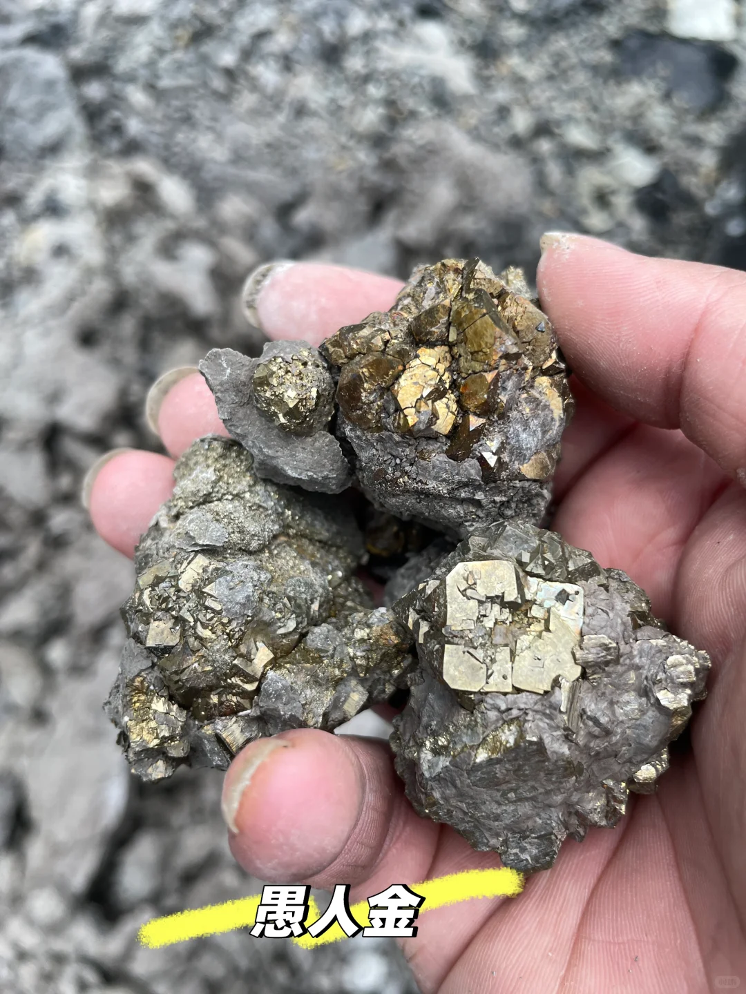 黄金矿工，采集自江苏句容灰岩里的“金疙瘩”