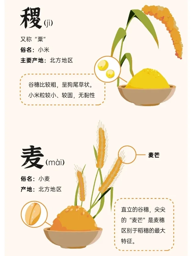 “五谷丰登”究竟指的是哪五种？