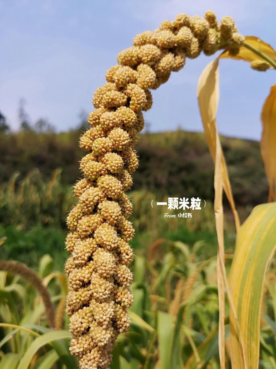 养人的五谷是哪五谷？