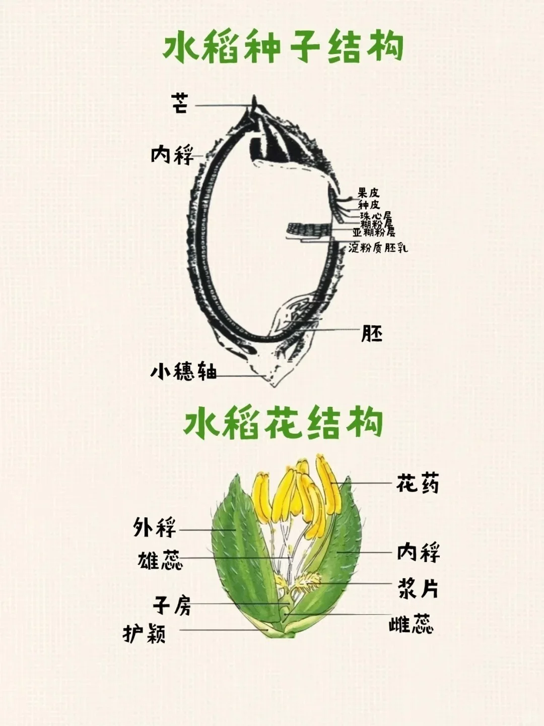 水稻的知识汇总，快来看