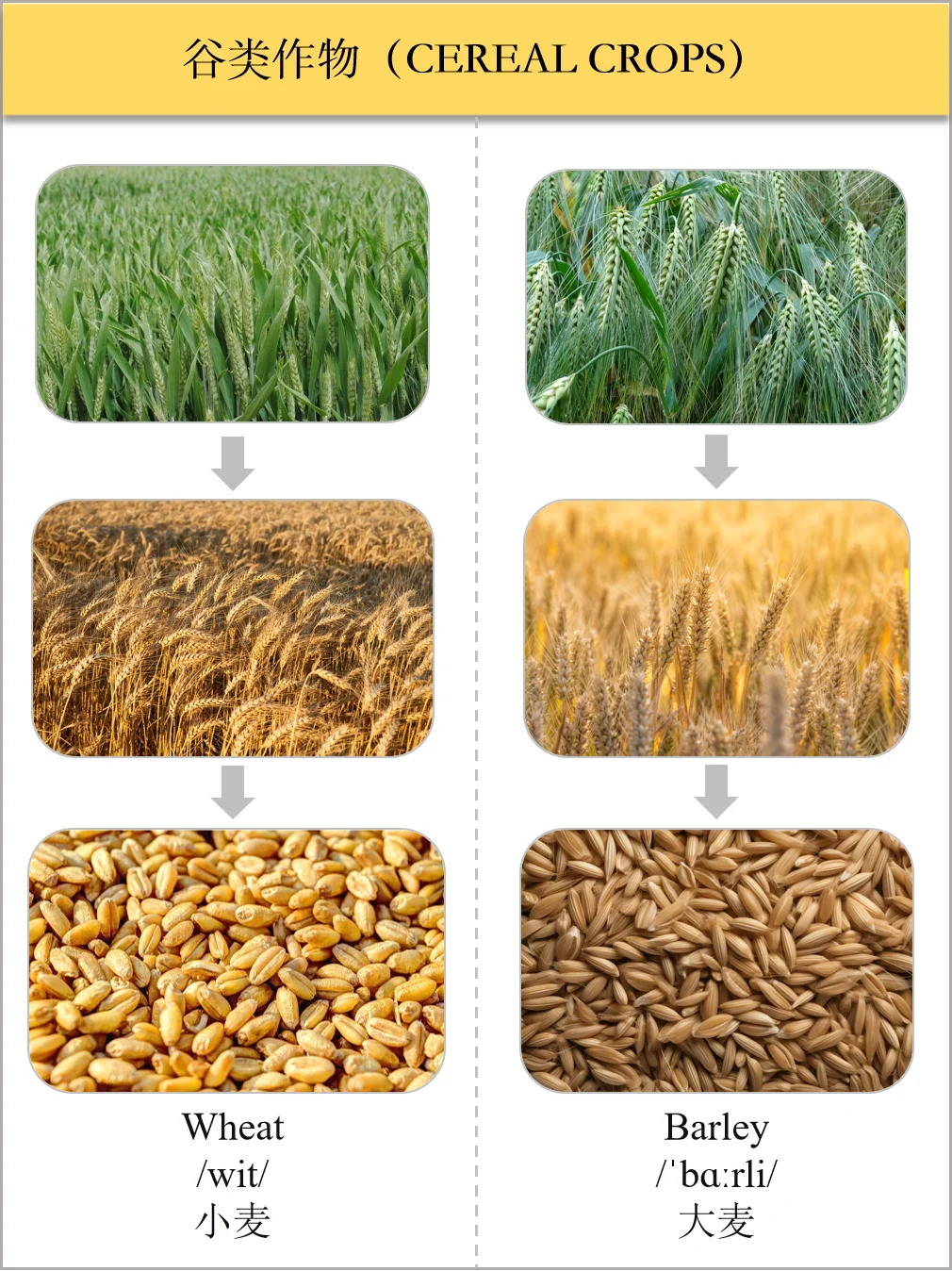 生活英语之食物类-谷类作物