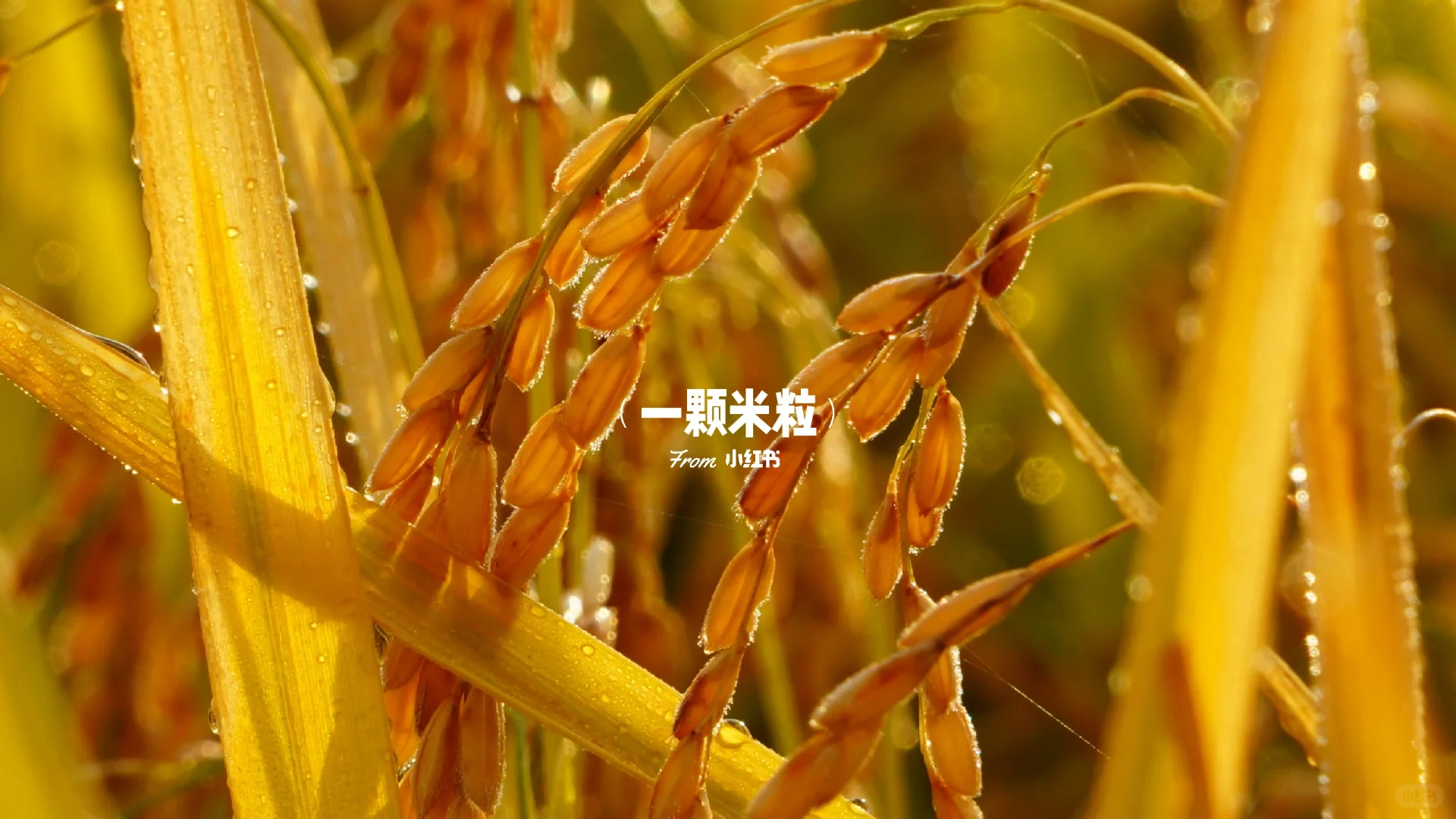 养人的五谷是哪五谷？