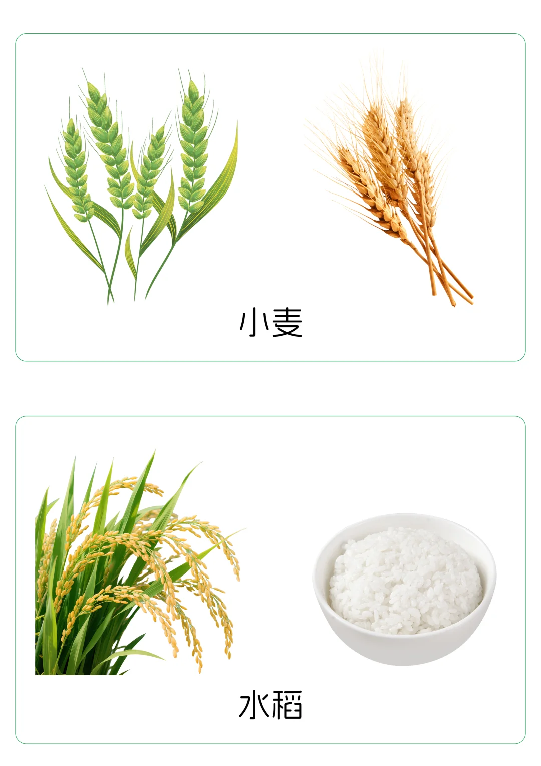 ?宝宝谷物认知卡片｜0-3岁食育启蒙✨