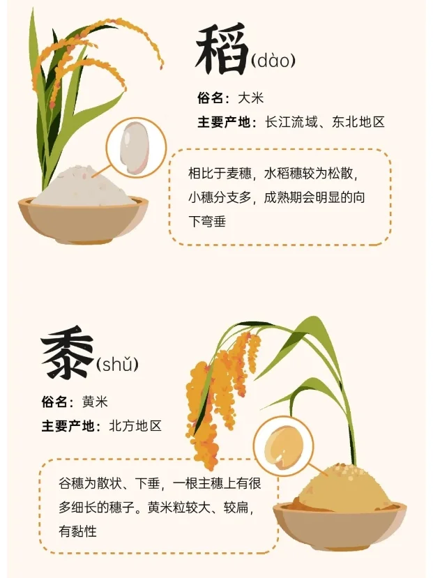 “五谷丰登”究竟指的是哪五种？