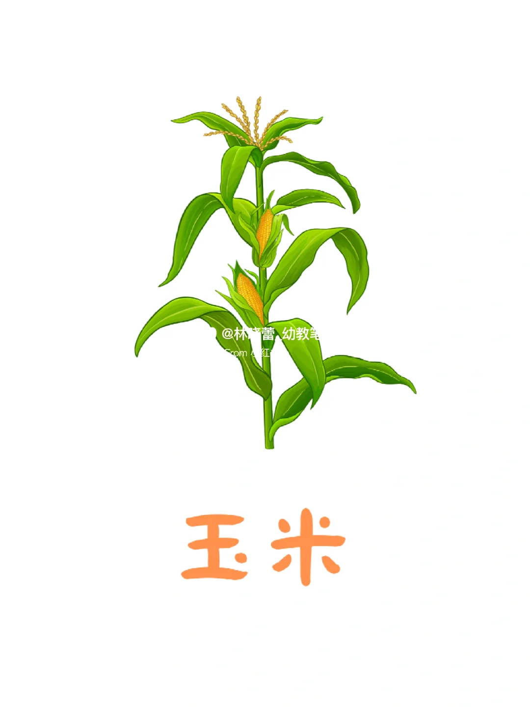 秋天农作物环创素材?打印