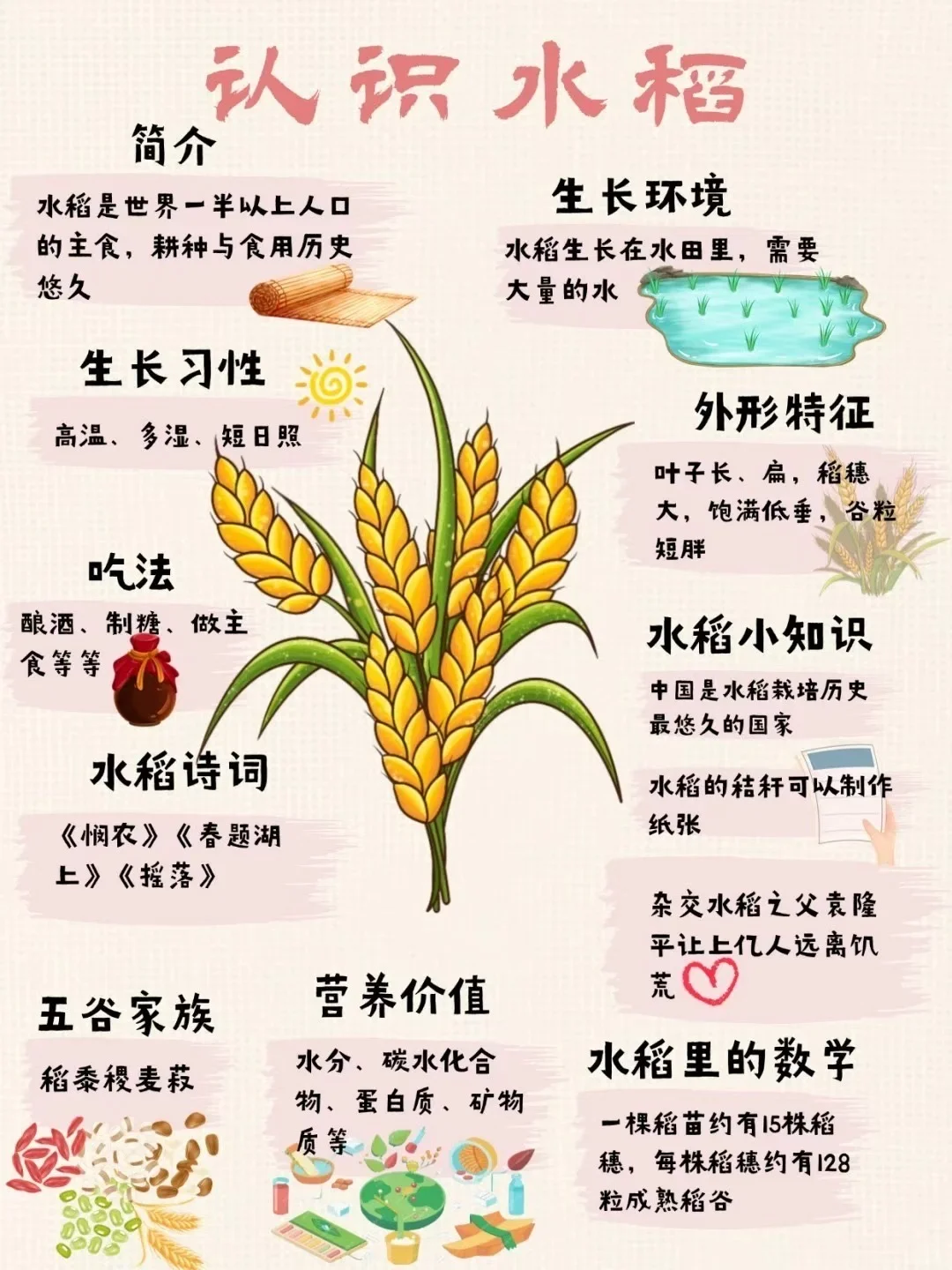 水稻的知识汇总，快来看