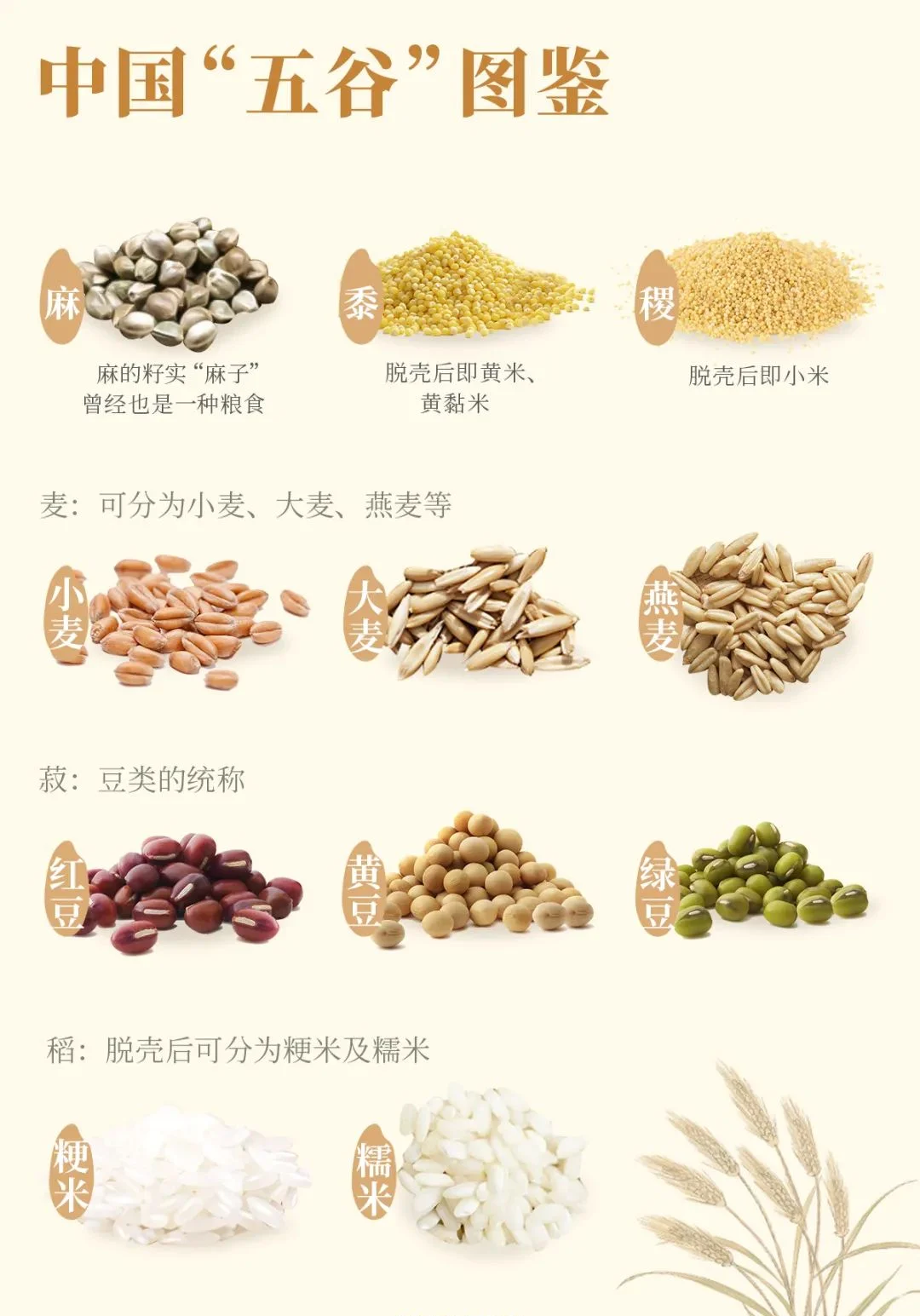 五谷到底指什么？