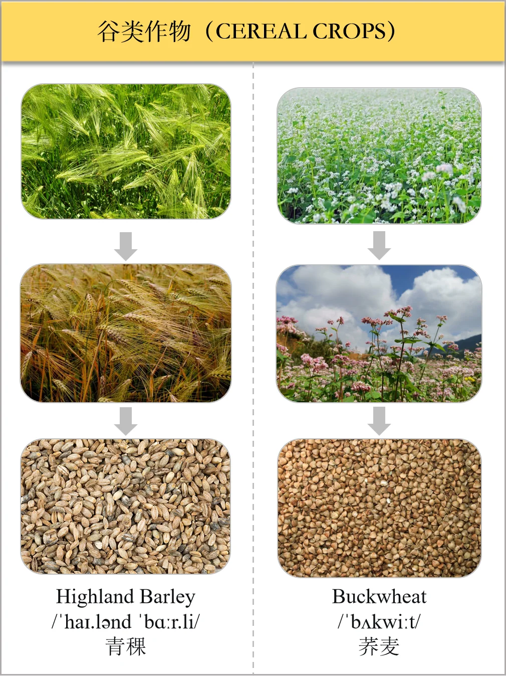 生活英语之食物类-谷类作物
