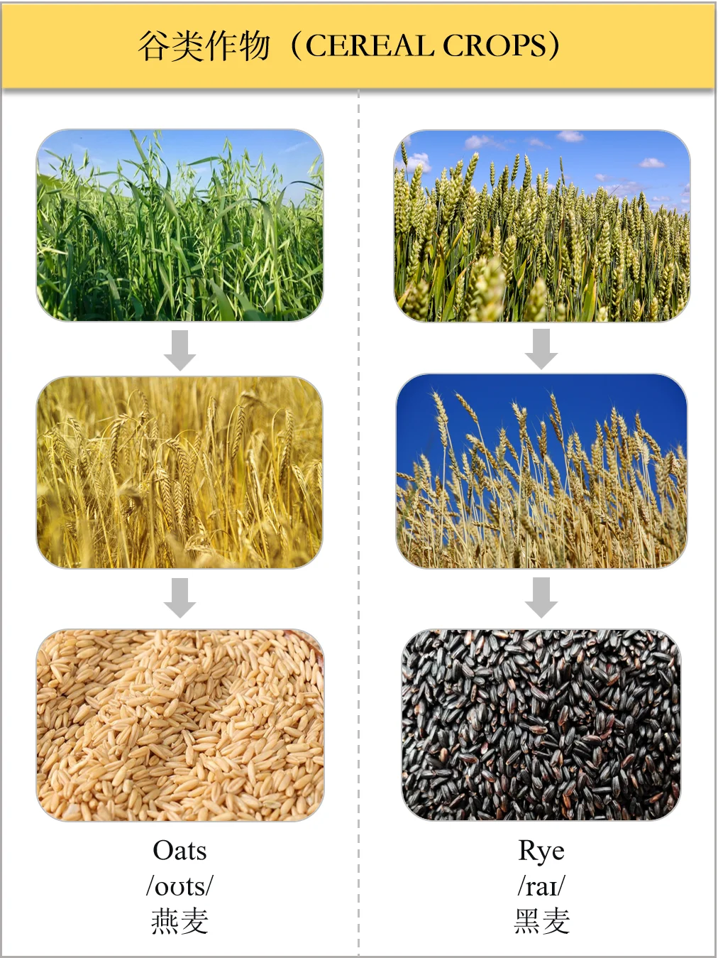生活英语之食物类-谷类作物