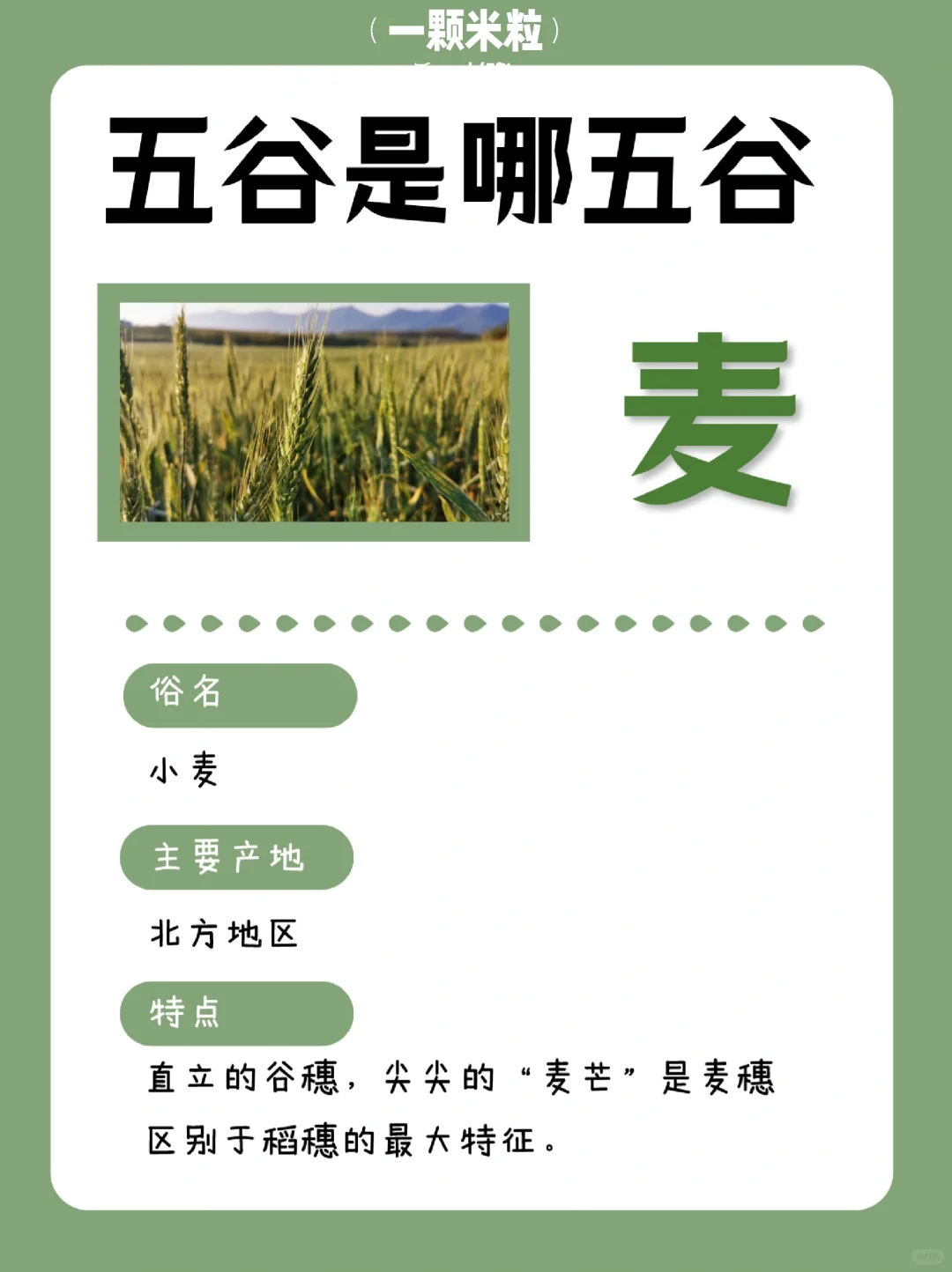 养人的五谷是哪五谷？