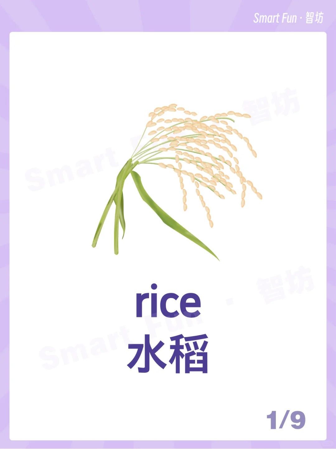 英语词卡｜常见的农作物用英语怎么说