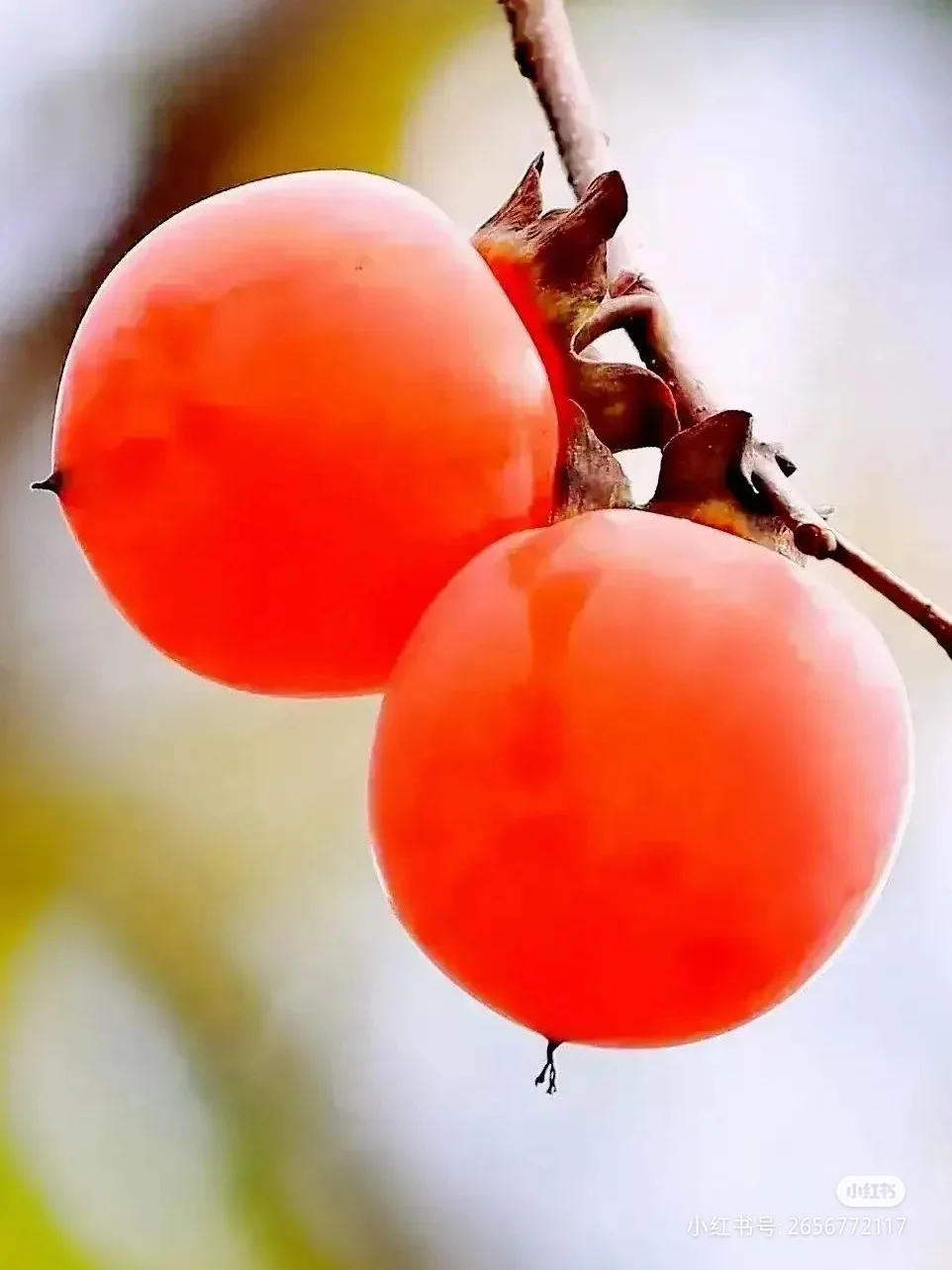 看似很强很美好的，在现实面前却脆弱、无力