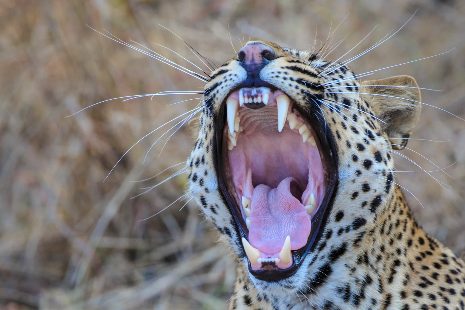 “孤独之州”的AI觉醒