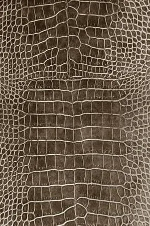 皮纹贴图素材③