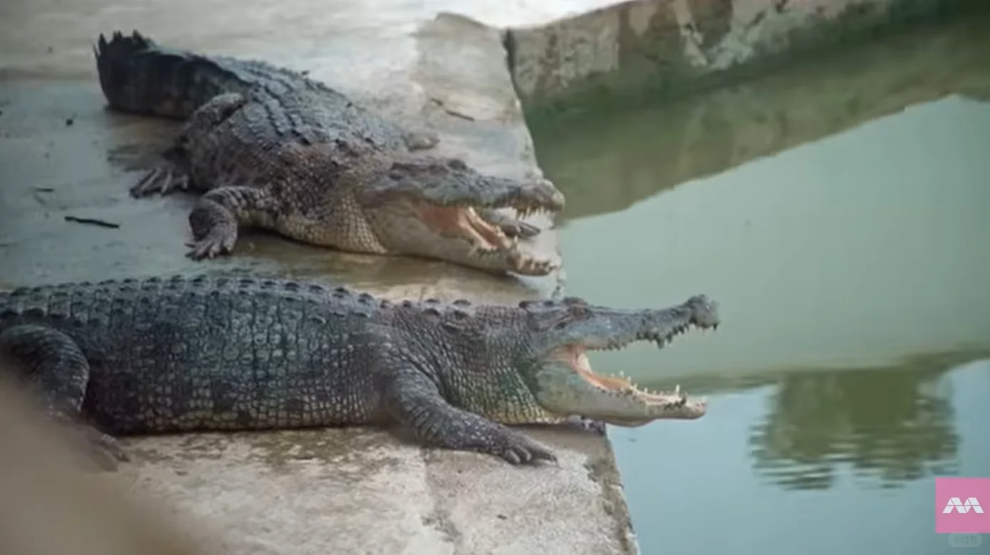 从新加坡开车，玩转马国柔佛边佳兰！！