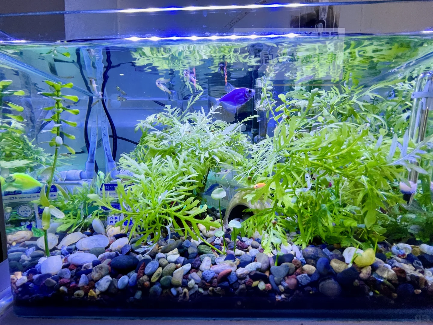 小白养鱼记——纯手工打造生态缸