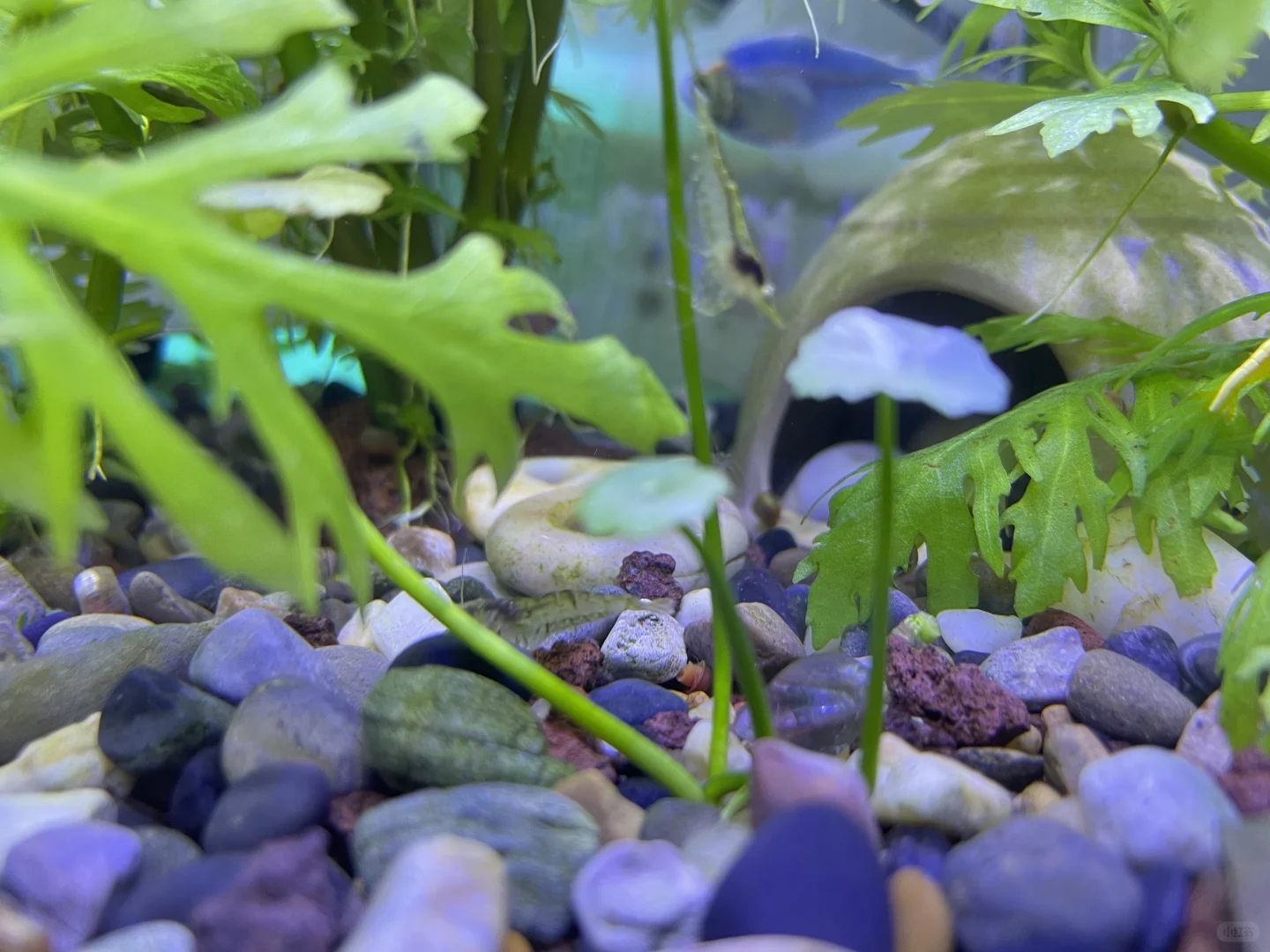 小白养鱼记——纯手工打造生态缸