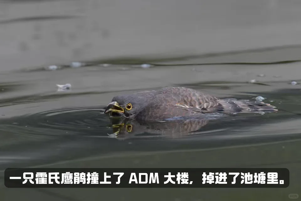 数十亿只鸟类因撞上玻璃建筑而亡