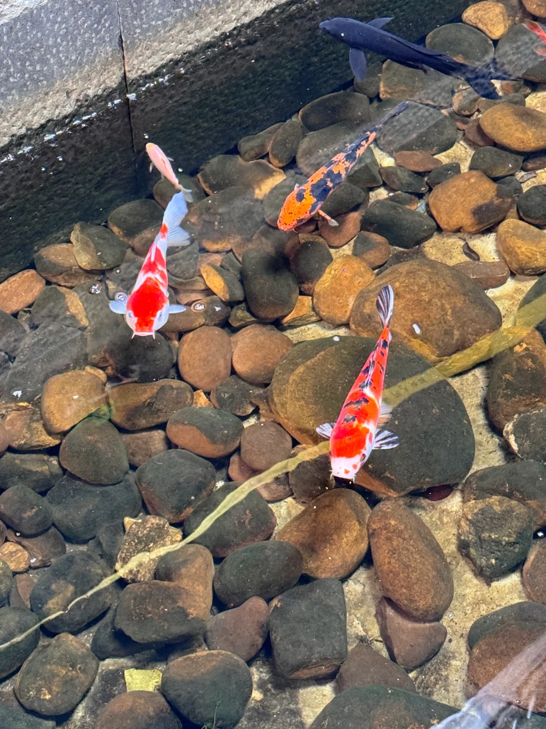 雕版印刷DIY?｜百人活动 非遗传承?