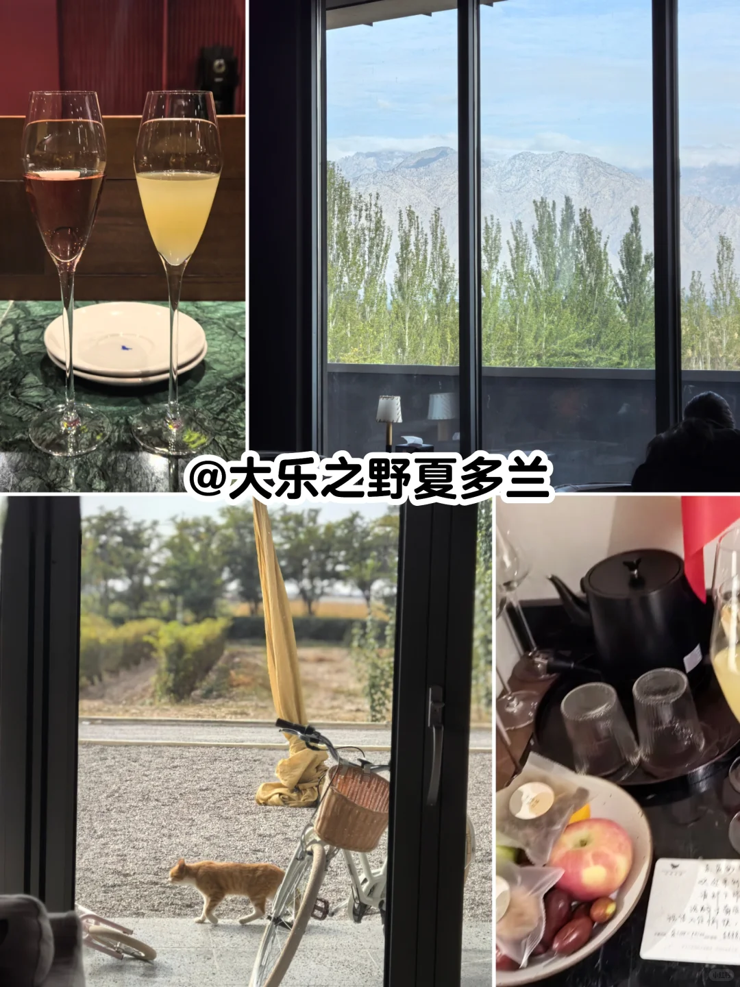 Prowine我们云游银川西夏!✈️