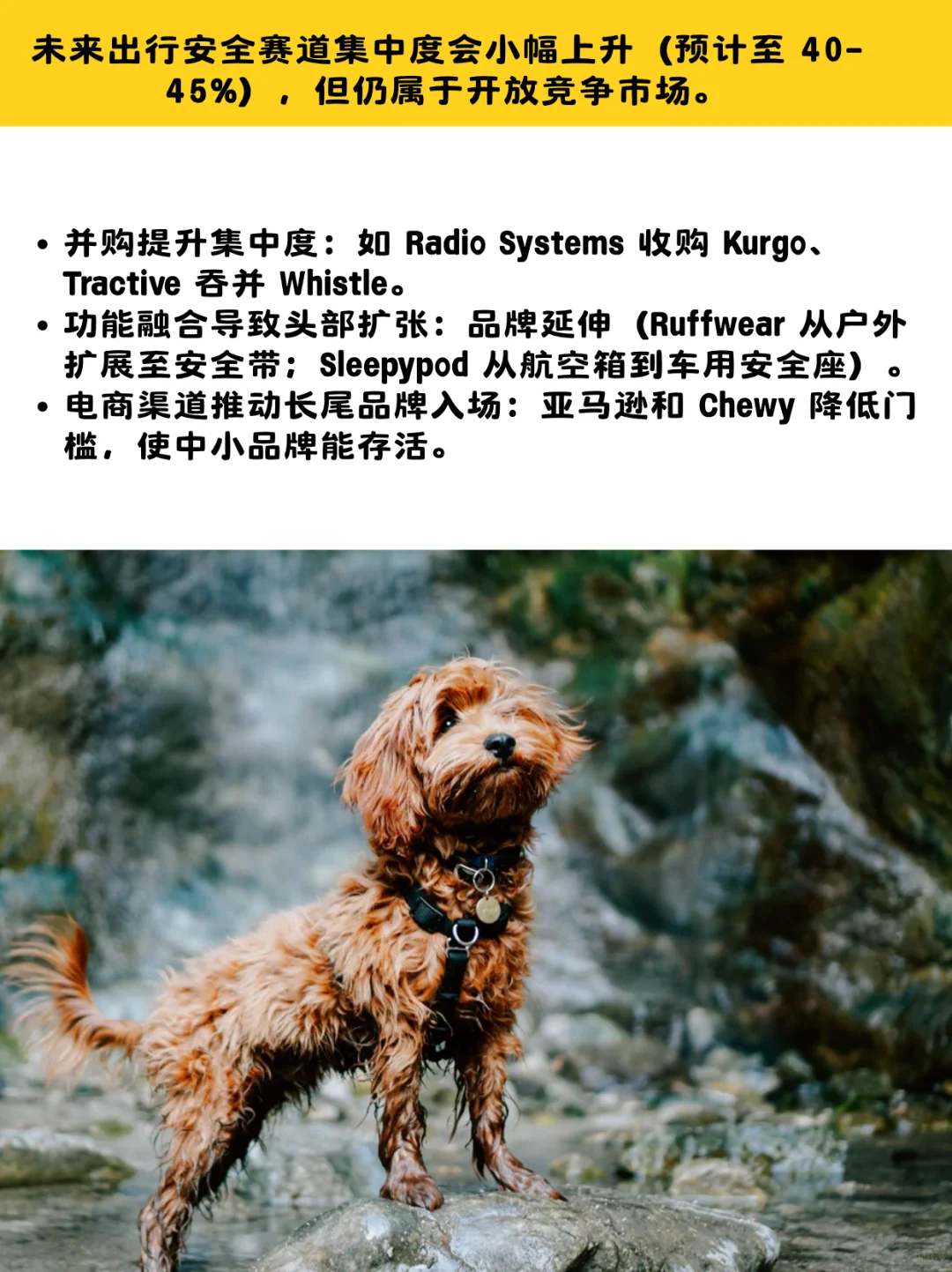 24亿美国宠物出行市场,不单是一条牵引绳