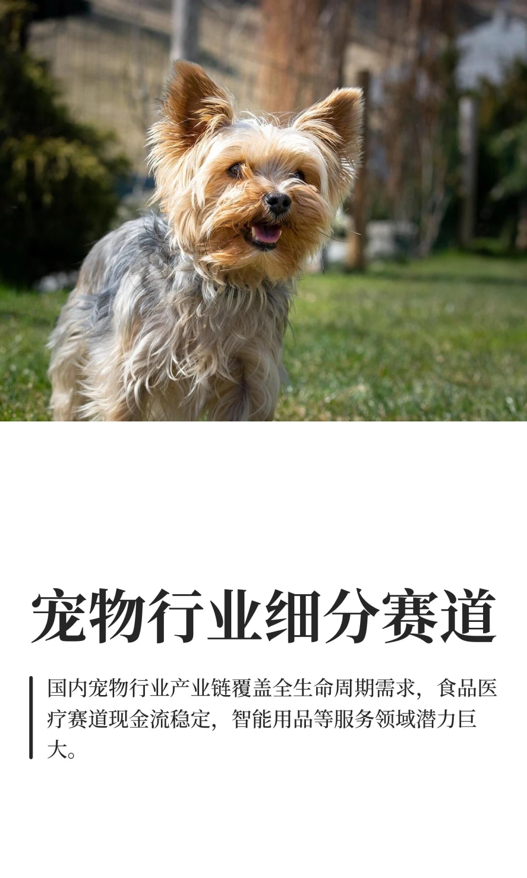 宠物行业细分赛道
