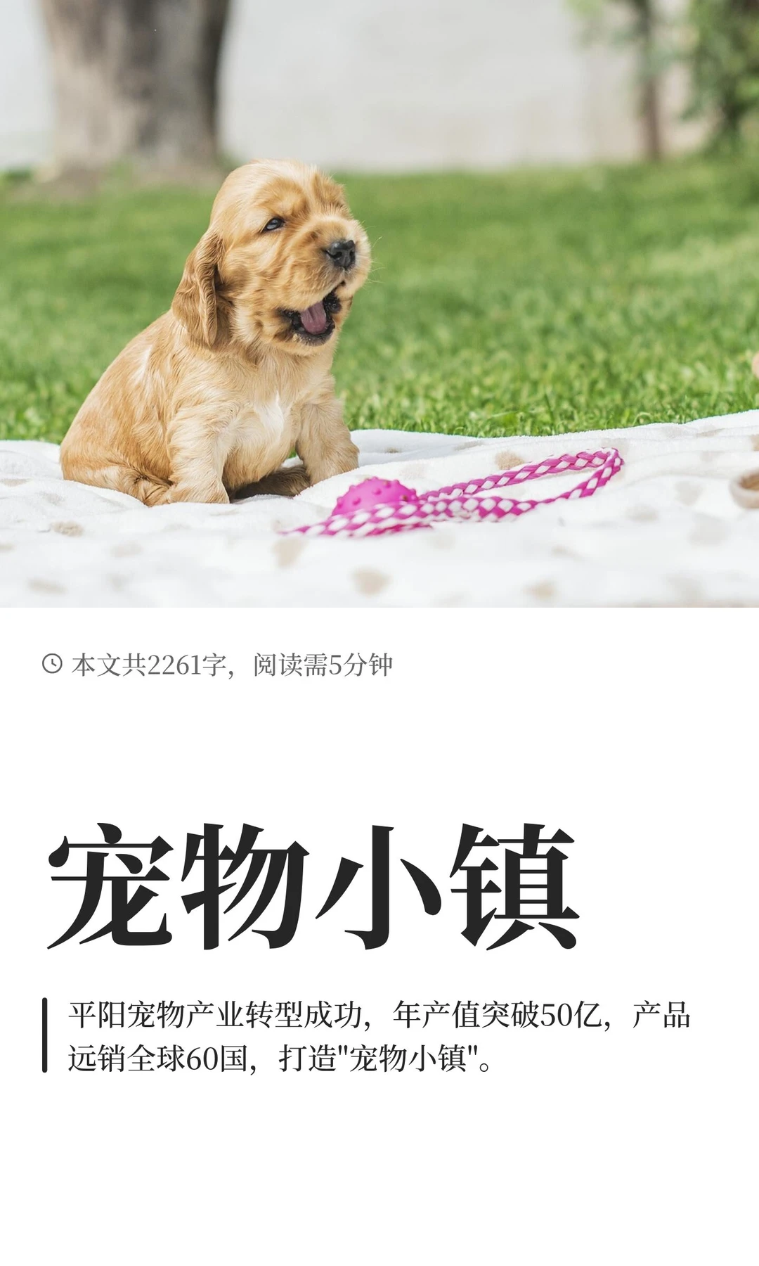 宠物小镇