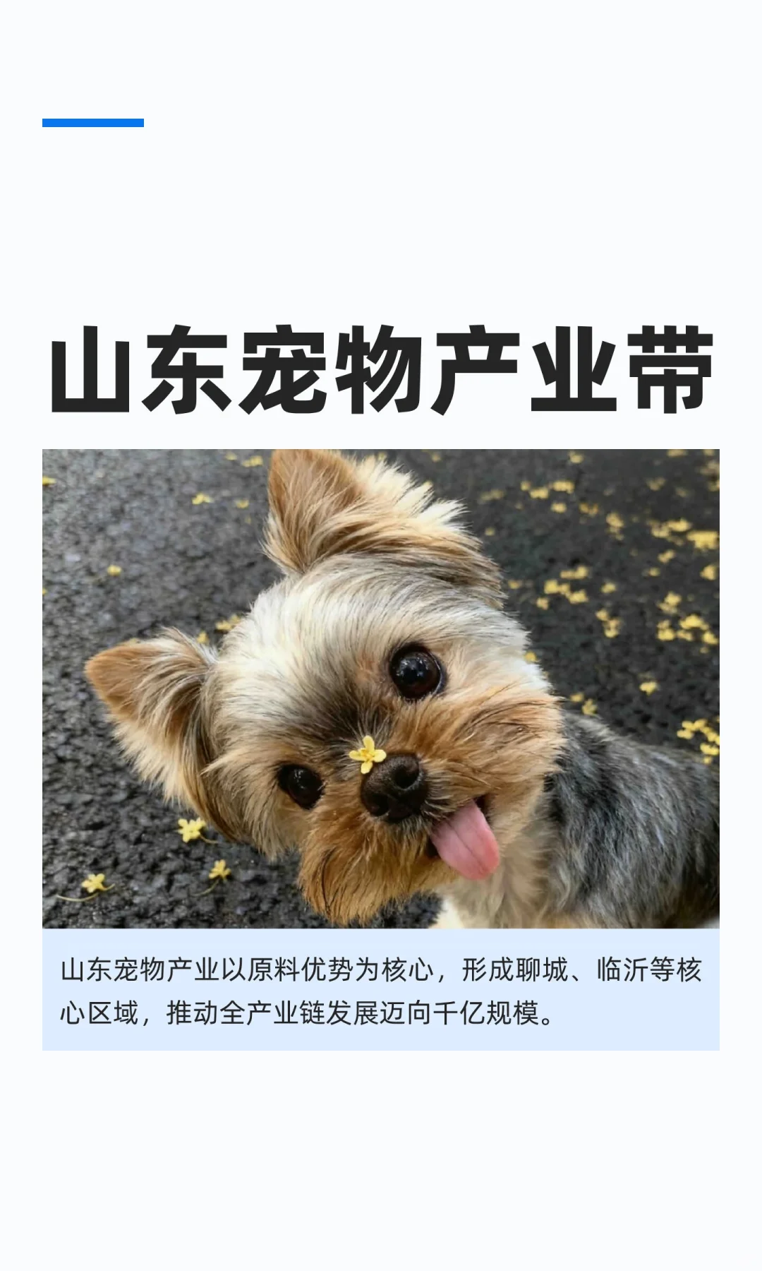 山东宠物产业带