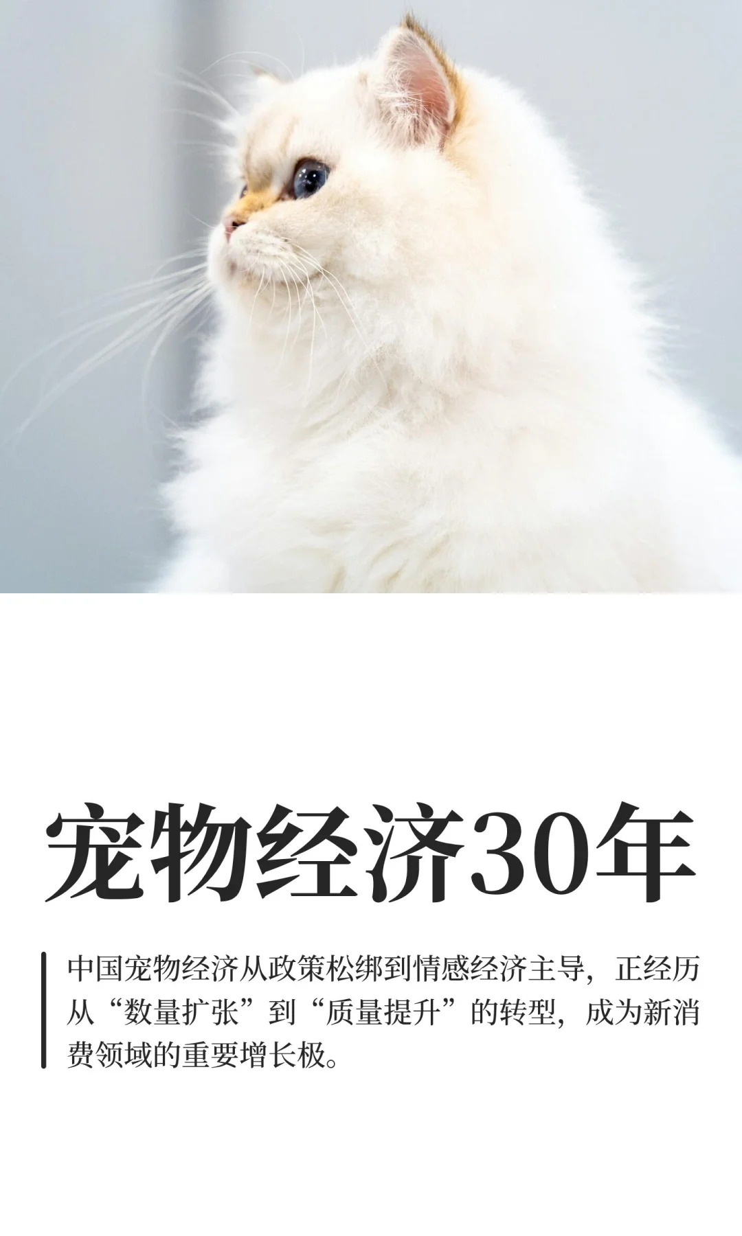宠物经济30年