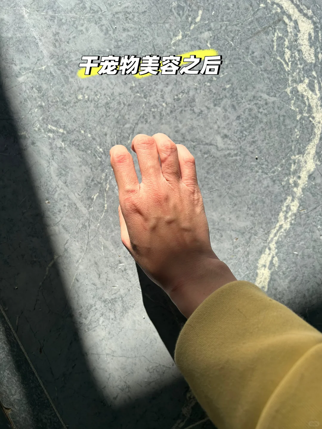 到这个月份干宠物美容行业的手都是这样吧