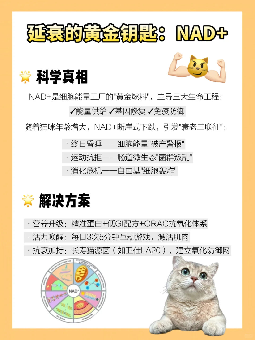 分享!猫咪20岁的秘诀是…