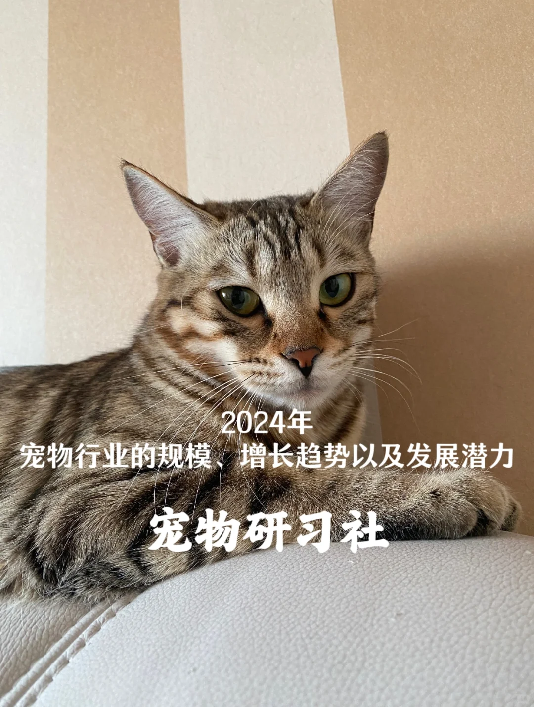 宠物研习社:宠物行业增长趋势及发展潜力