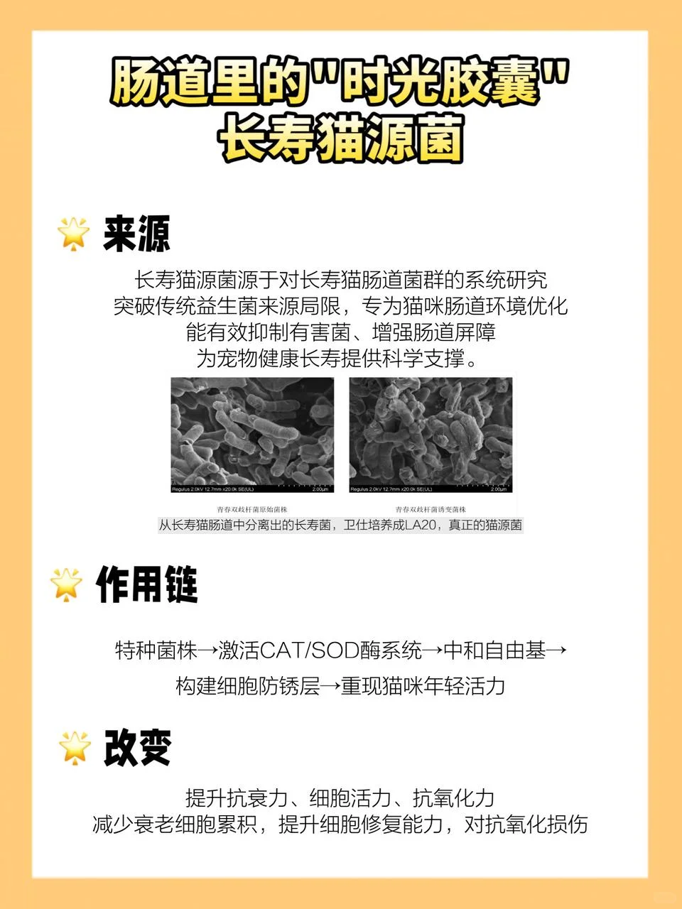 分享!猫咪20岁的秘诀是…
