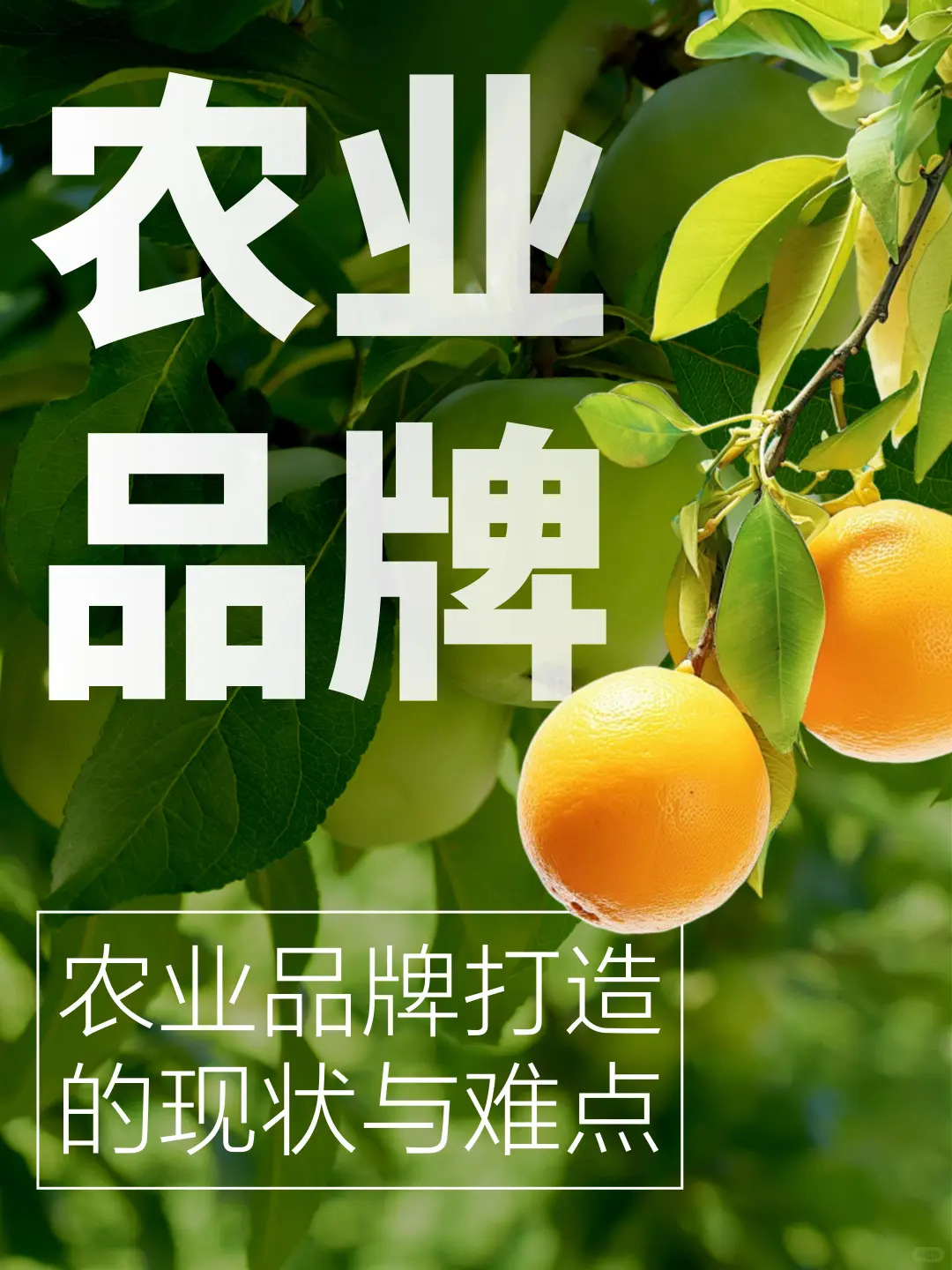 农业品牌打造的现状与难点！！