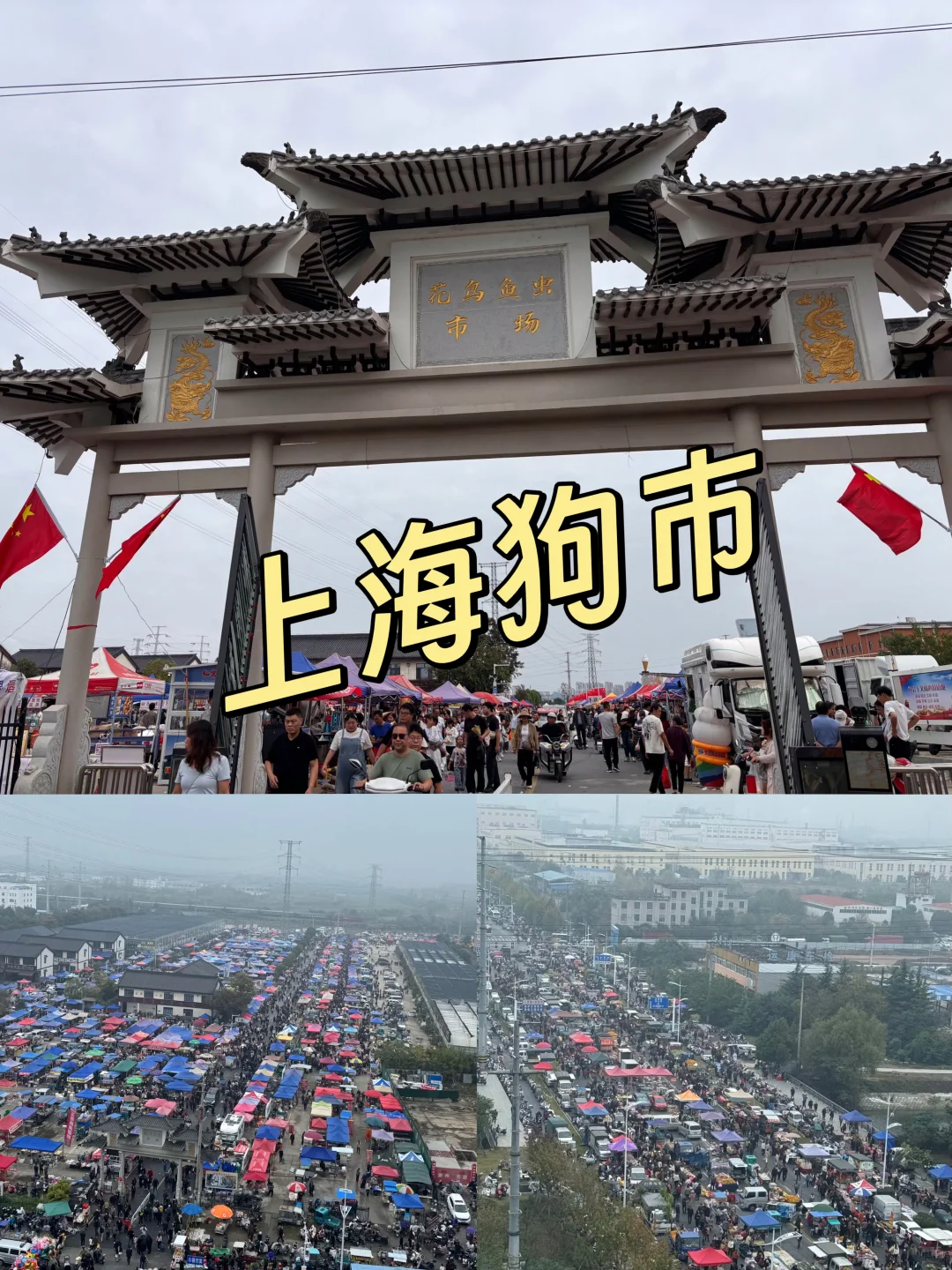 上海购宠福地?上海宠物市场又来了?