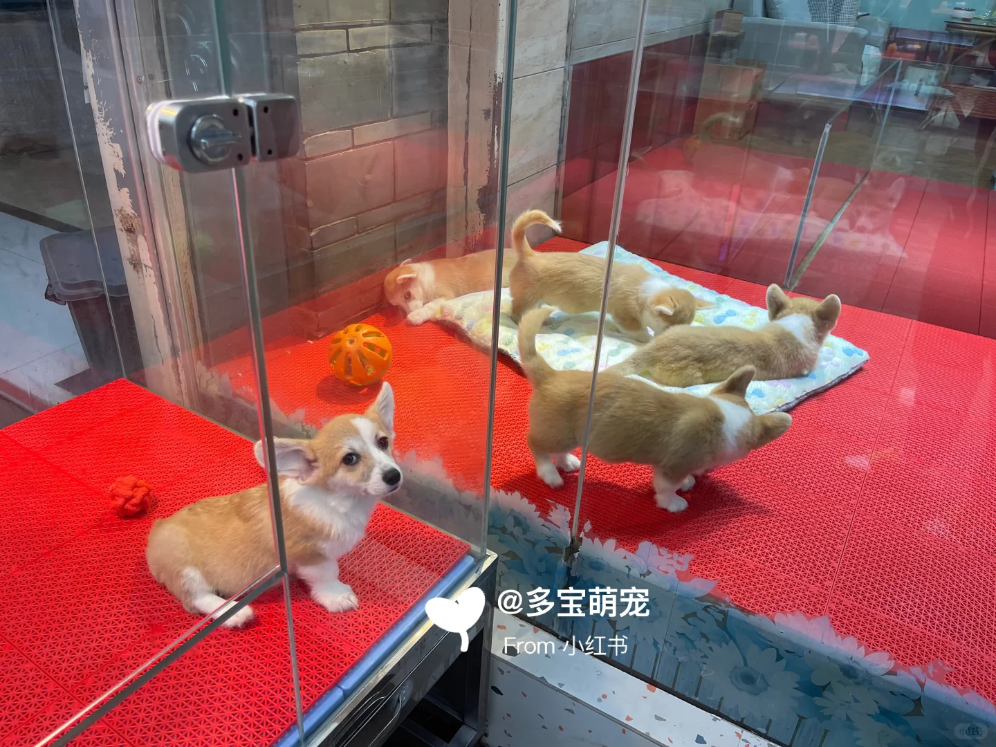 西安哪里买宠物靠谱|西安大型宠物市场推荐