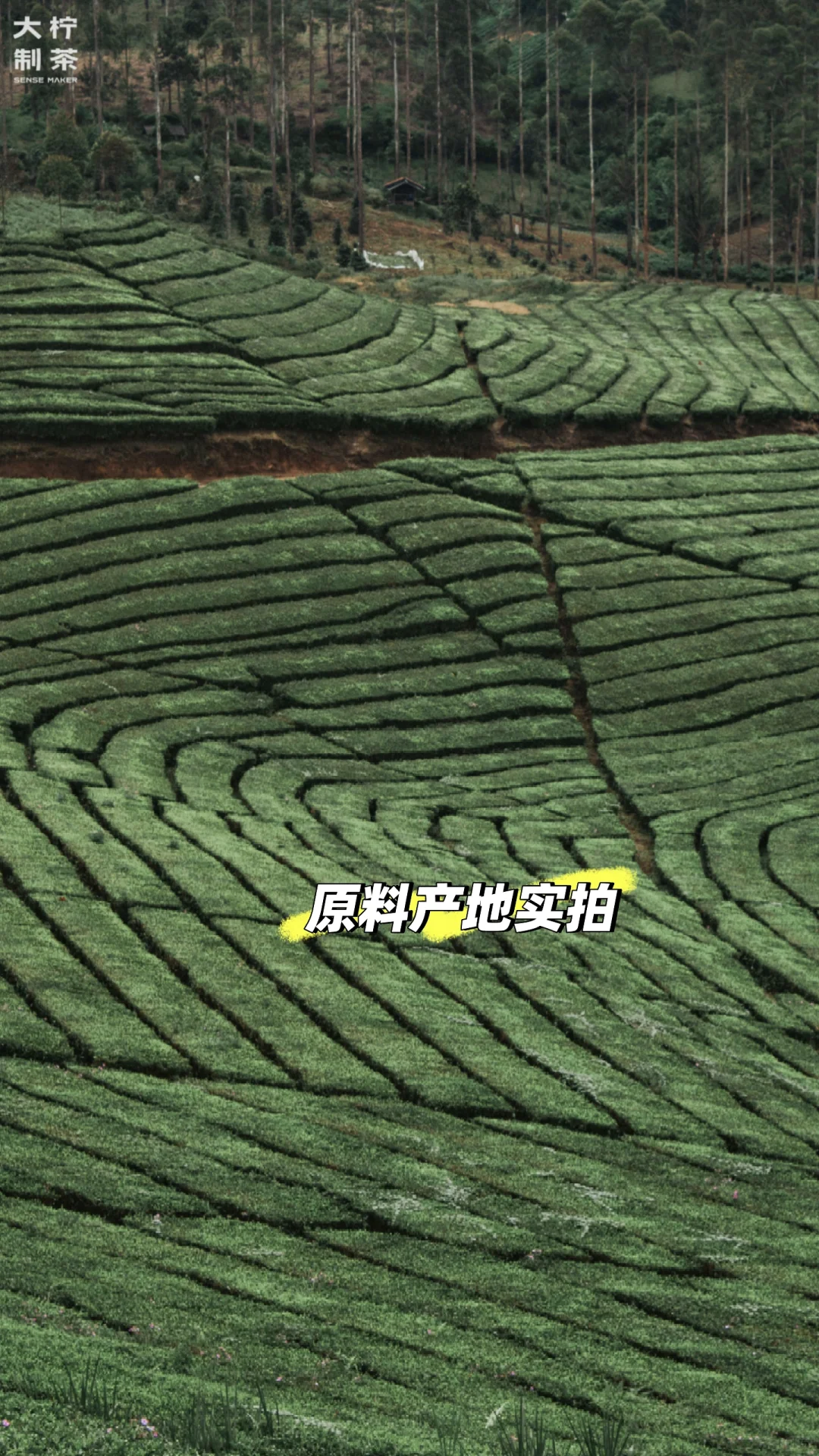 行业干货丨2026茶饮行业选品指南