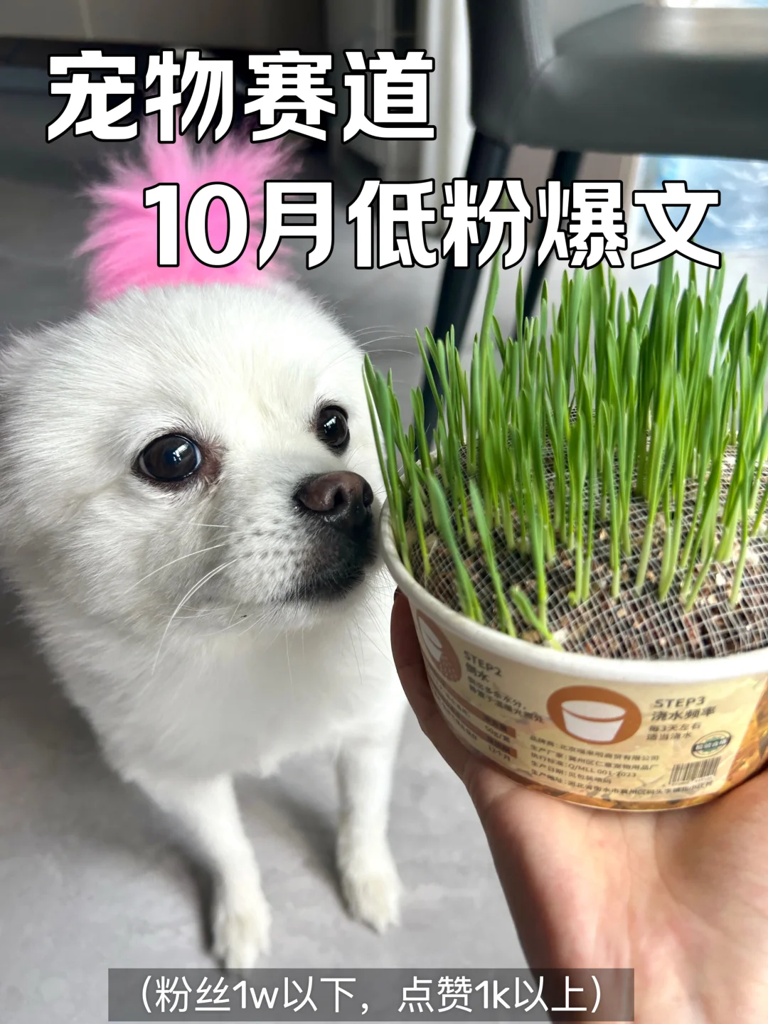 10月宠物赛道低粉爆文榜!这些博主值得学习