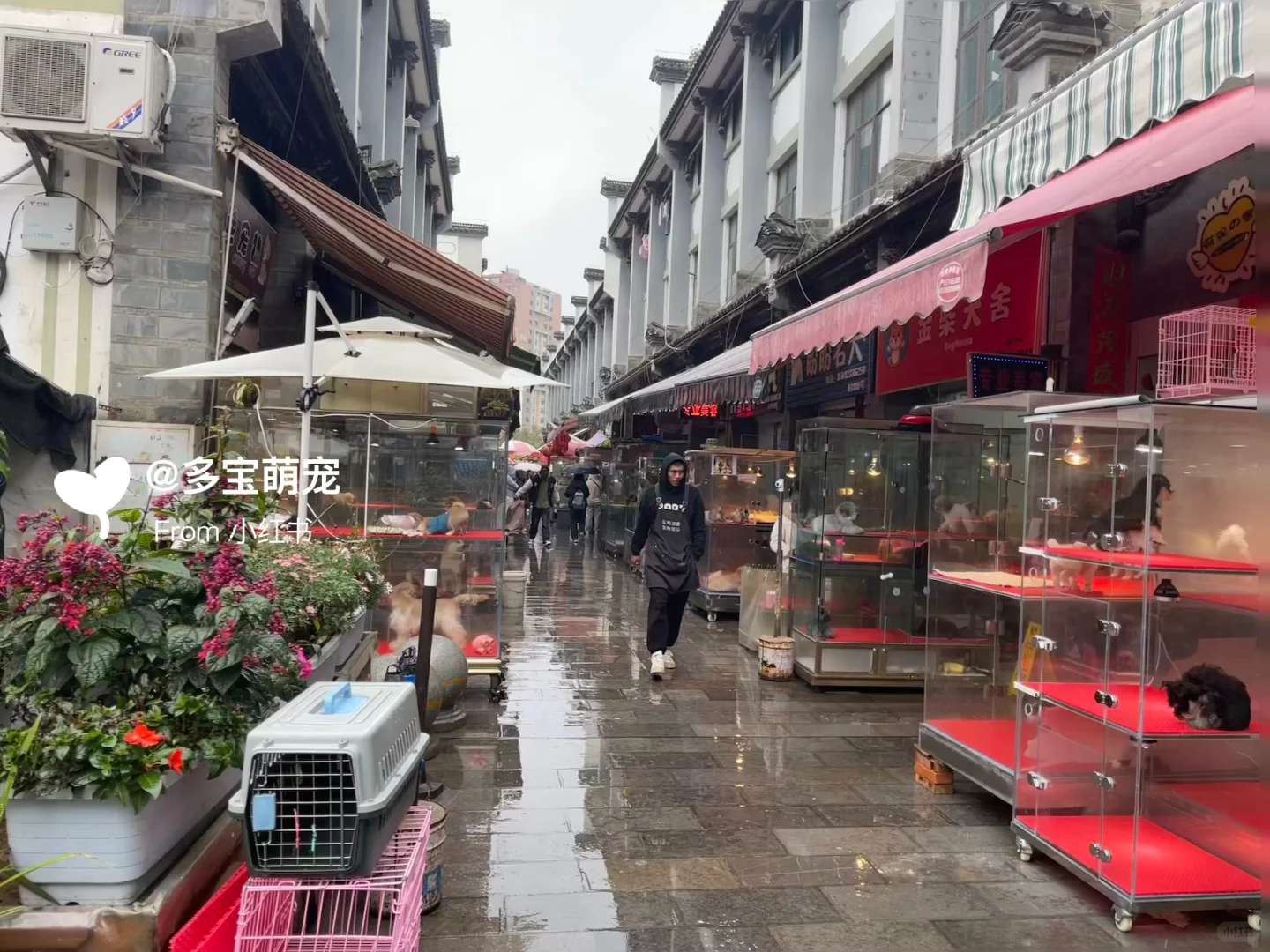 西安哪里买宠物靠谱|西安大型宠物市场推荐