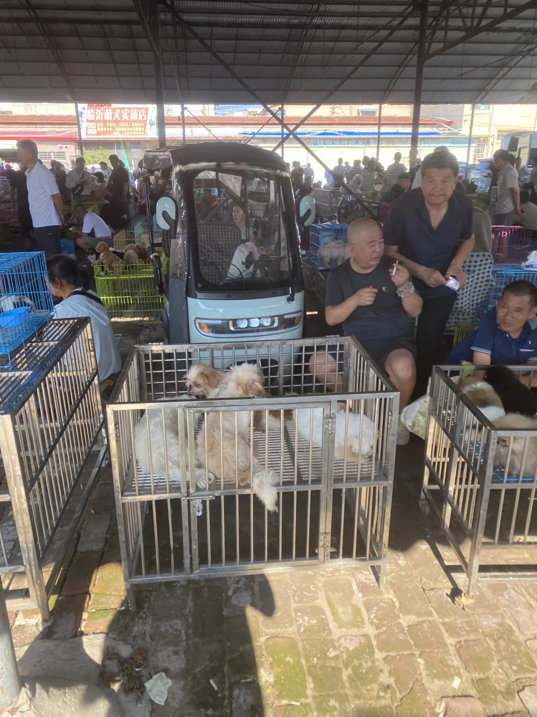 东莞宠物市场火爆来袭?猫猫狗狗数量多多?