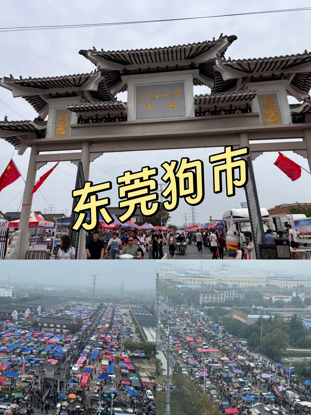 东莞宠物市场火爆来袭?猫猫狗狗数量多多?
