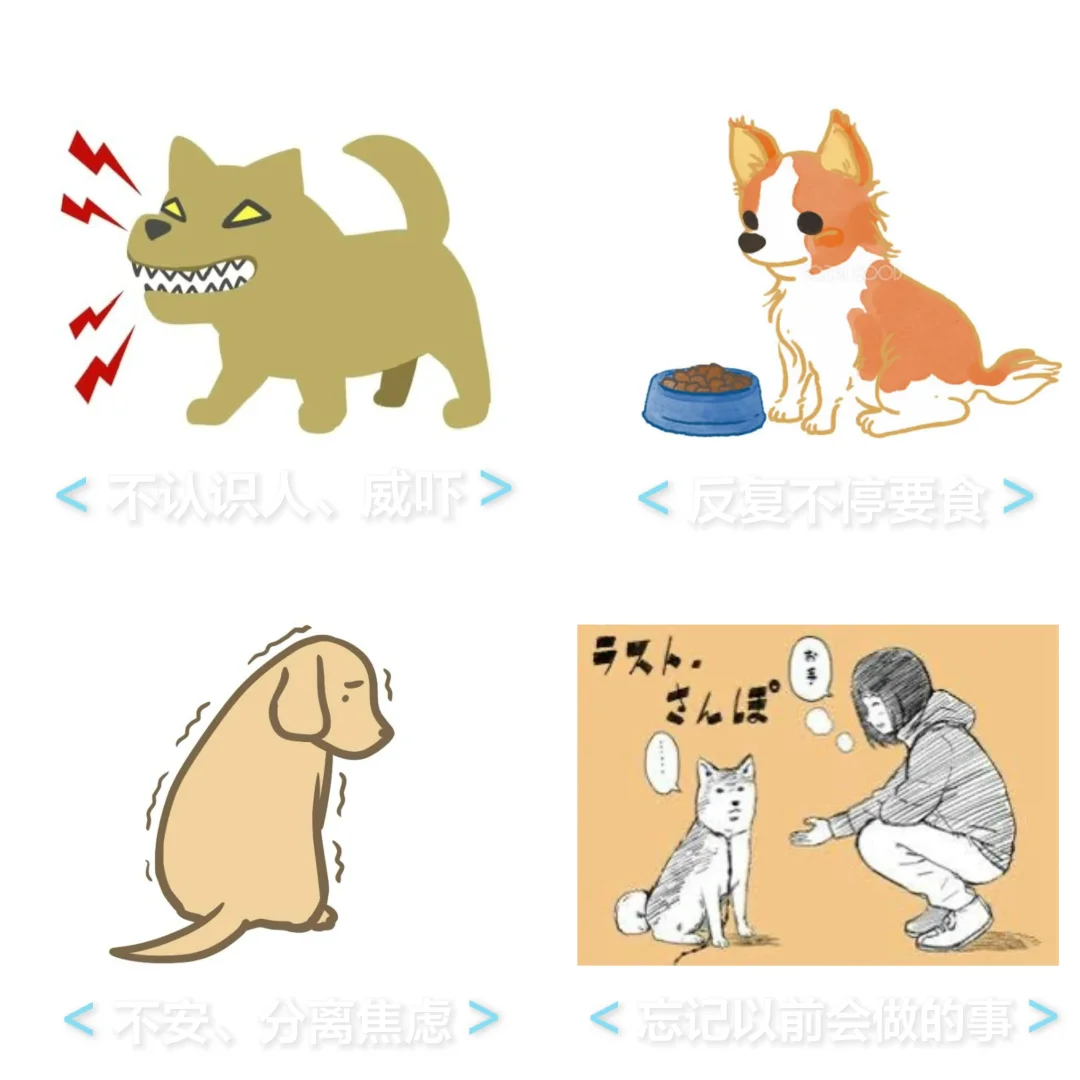 高龄动物的缓和护理——老年痴呆