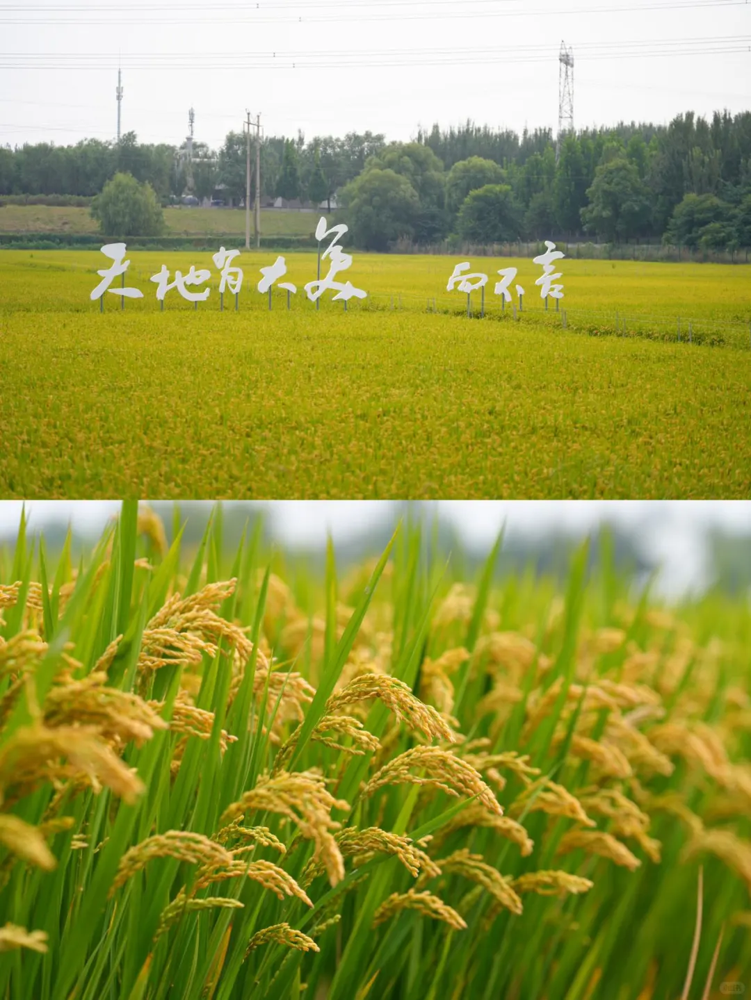 北京温榆河公园喜获国际花园城市项目奖?