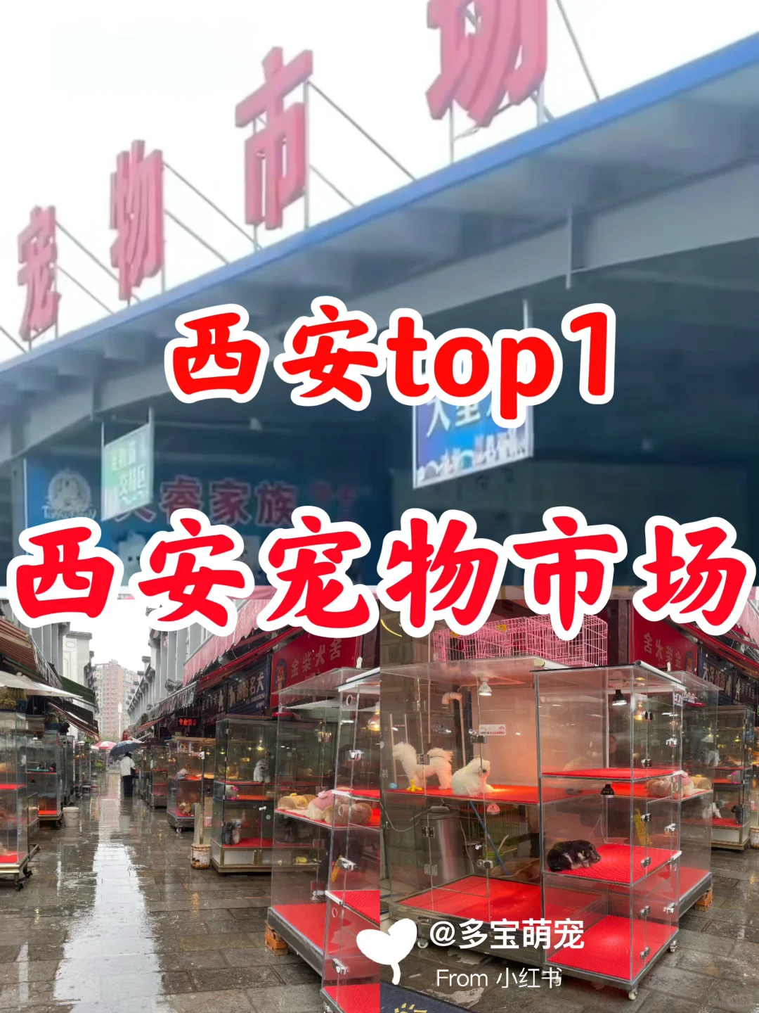 西安哪里买宠物靠谱|西安大型宠物市场推荐