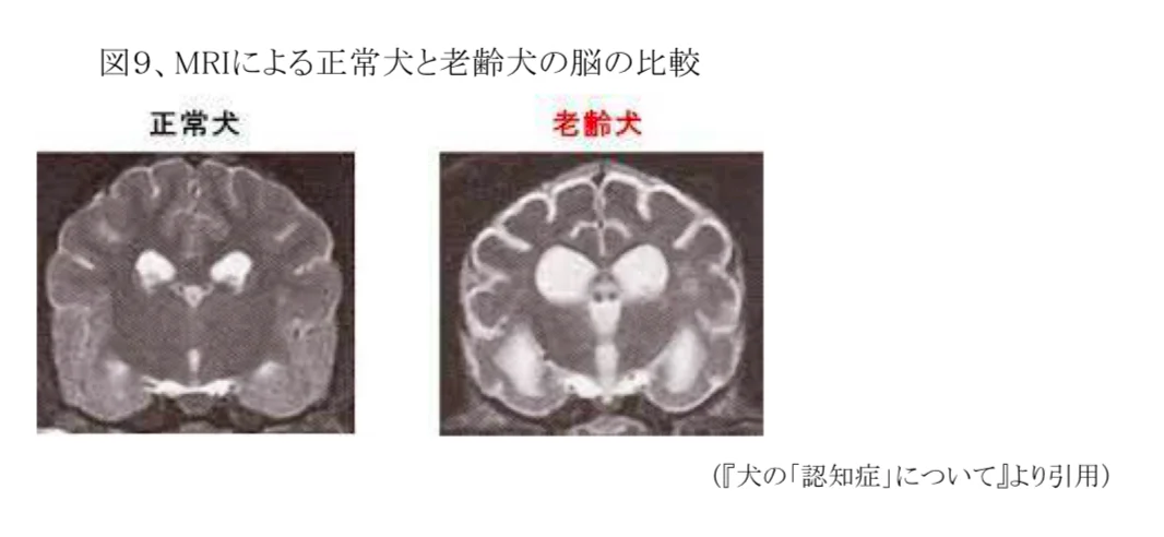 高龄动物的缓和护理——老年痴呆