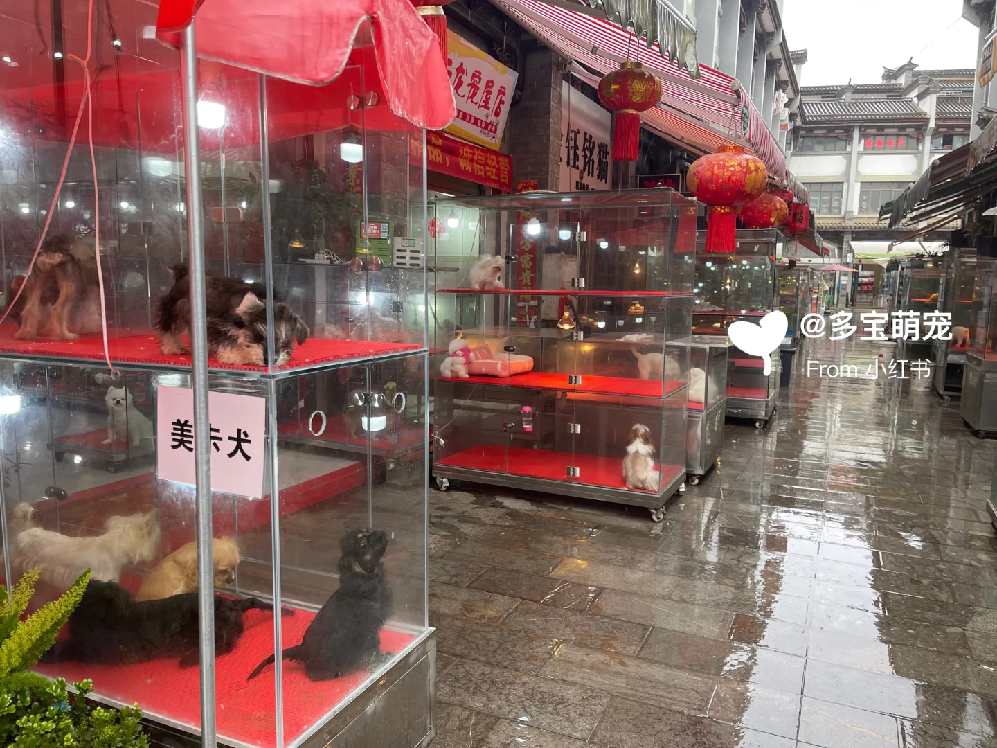 西安哪里买宠物靠谱|西安大型宠物市场推荐