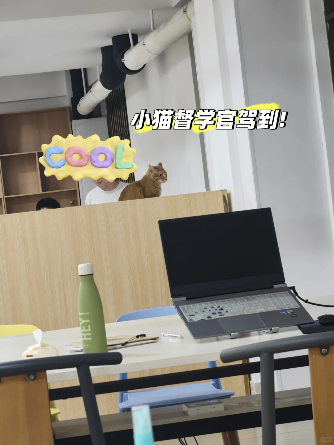 我宣布豆包就是翻译界的爱马仕包包!