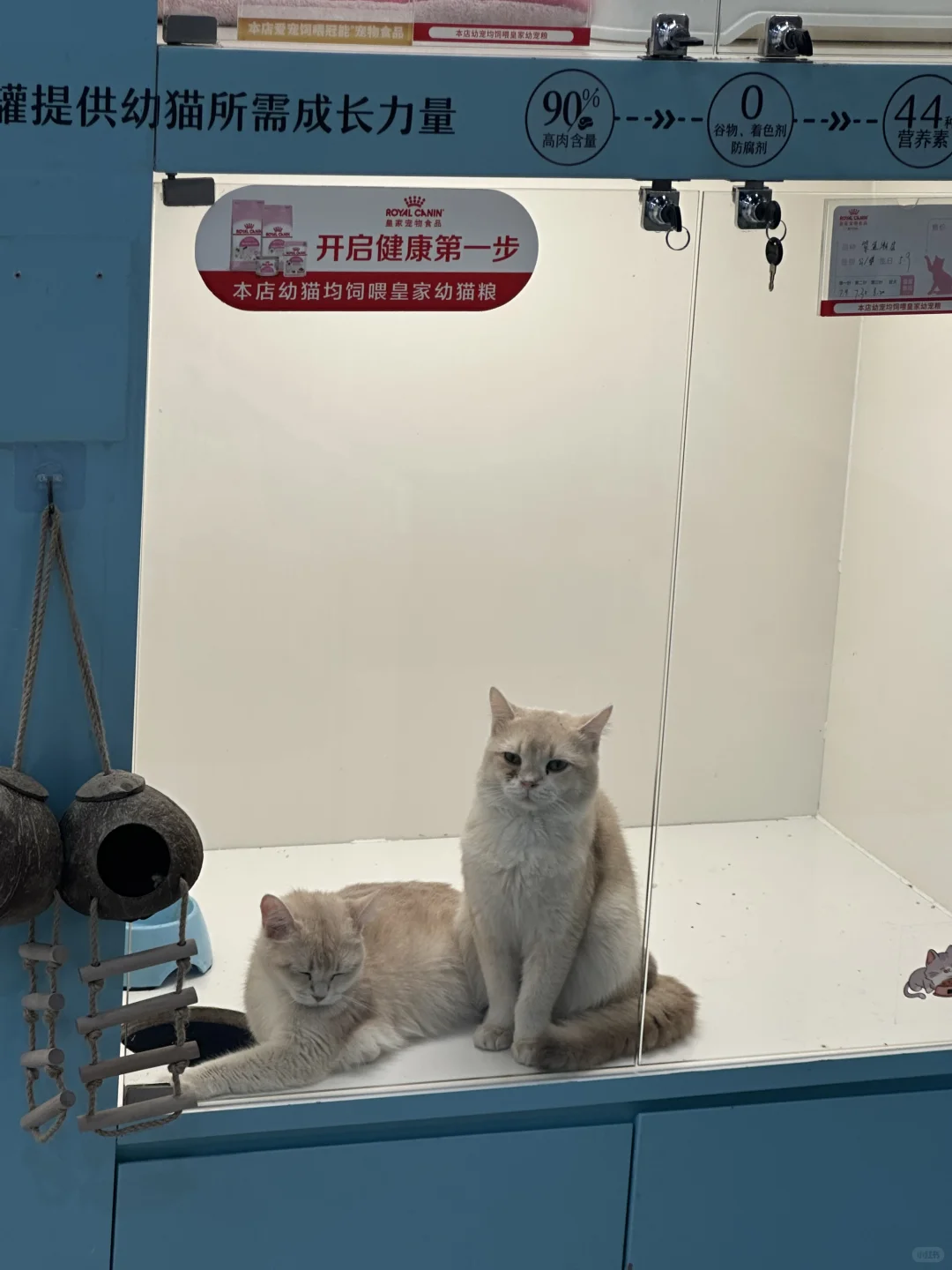 研究生,这两天生活过得疑似有点好了
