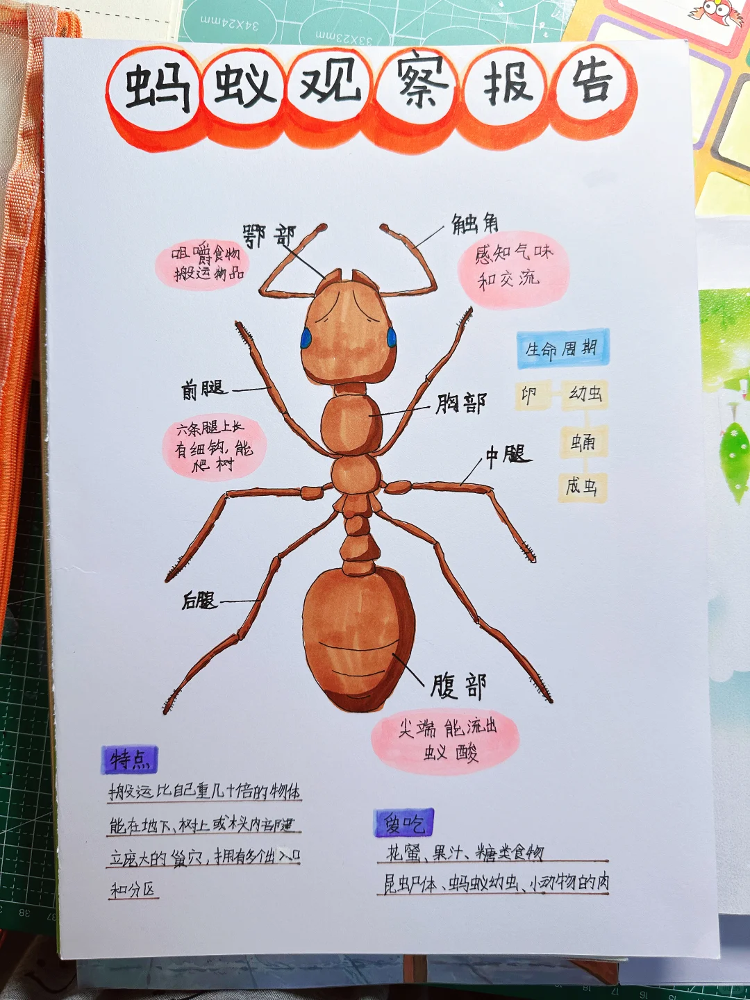 蚂蚁观察小报告