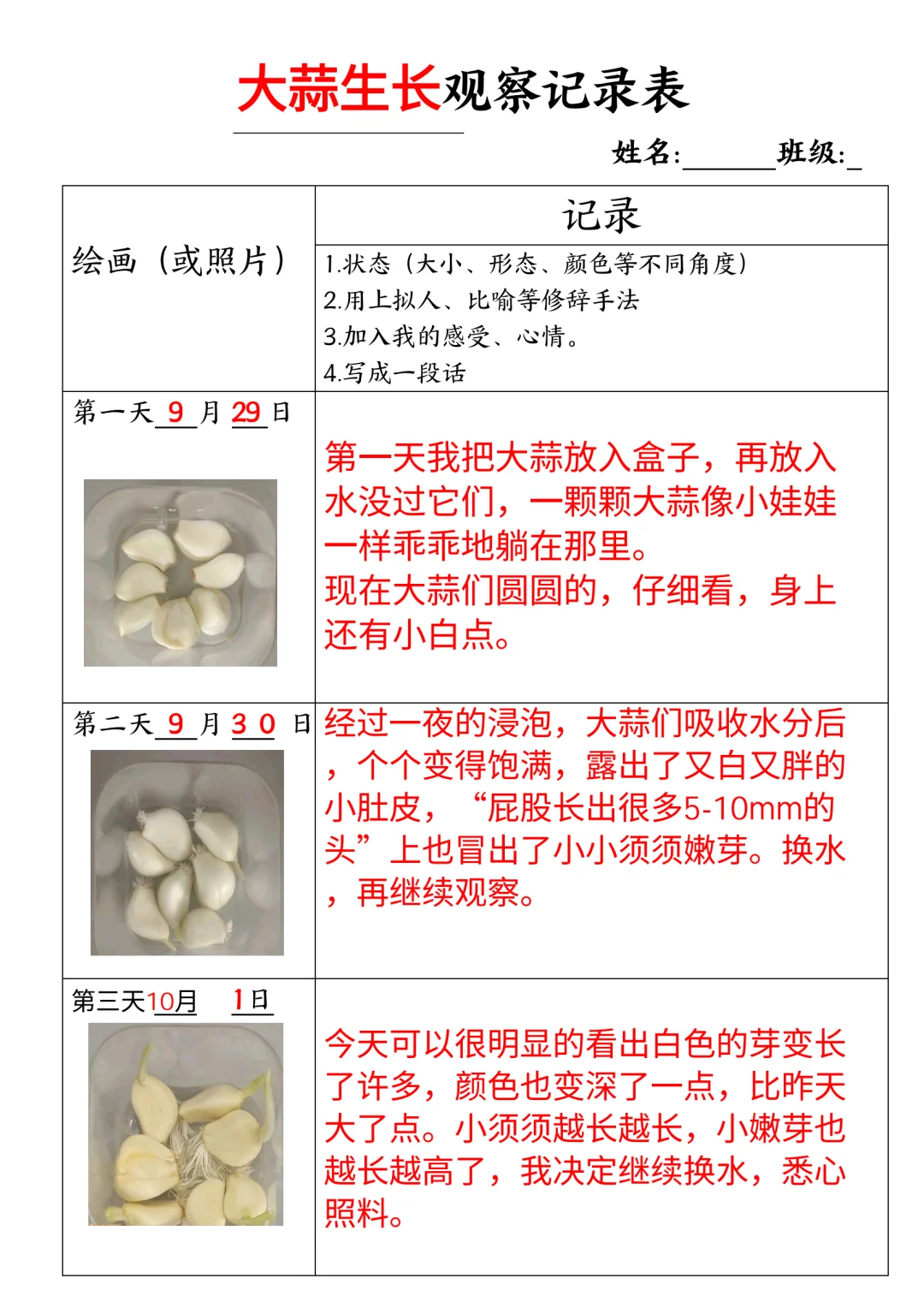 大蒜生长观察记录表
